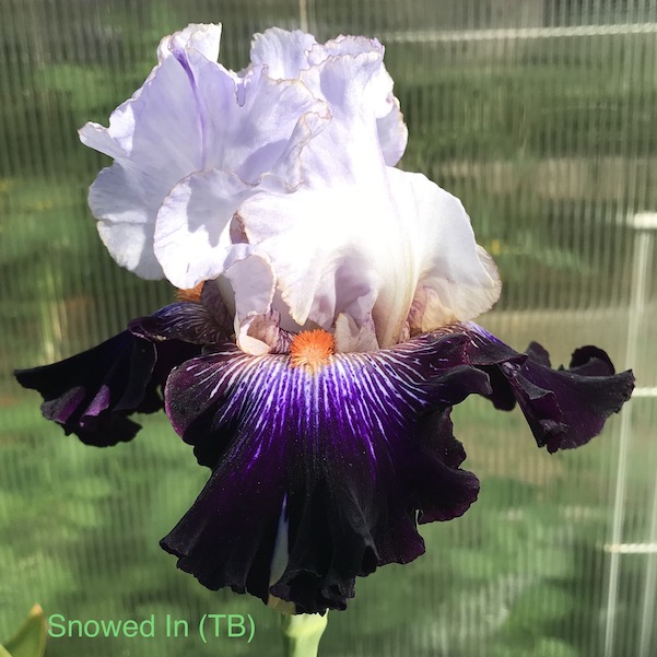 En bild som visar lila

Automatiskt genererad beskrivning